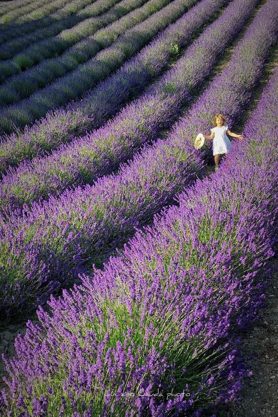 La Casa Della Lavanda Borgo Adorno Exterior foto